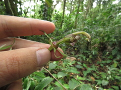 Burmeistera succulenta