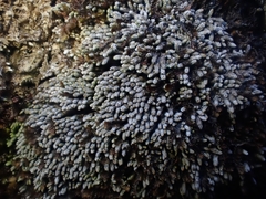 Bryochiton microscopicus