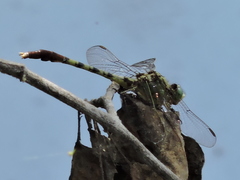 Arigomphus submedianus