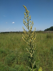 Verbascum lychnitis