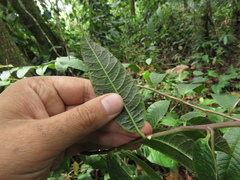 Burmeistera succulenta