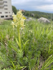 Dactylorhiza sambucina