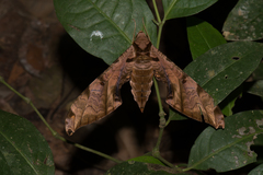 Protambulyx eurycles