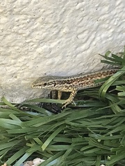 Podarcis muralis