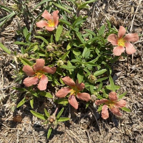 Sida ciliaris