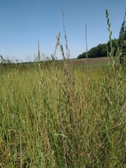 Artemisia marschalliana