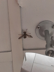 Milesia virginiensis