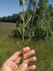 Artemisia marschalliana