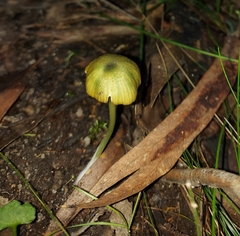 Entoloma rodwayi