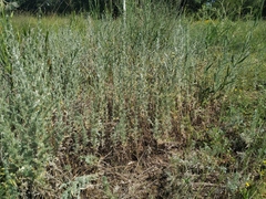 Artemisia austriaca