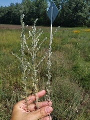 Artemisia austriaca