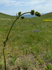 Silene densiflora