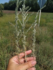 Artemisia austriaca