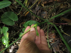 Anthurium alatum