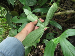 Anthurium alatum