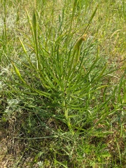 Pseudopodospermum molle