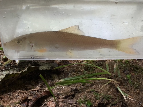 Black redhorse (Moxostoma duquesnii) — Catostomidae — 3