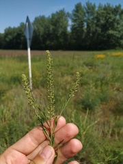 Lepidium densiflorum