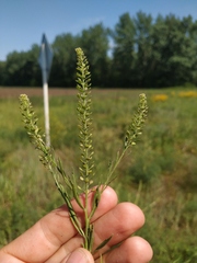 Lepidium densiflorum