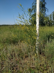 Melilotus officinalis