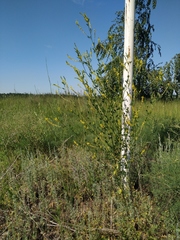 Melilotus officinalis