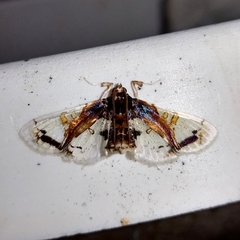 Compacta nigrolinealis