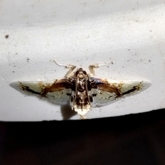 Compacta nigrolinealis