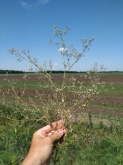 Gypsophila paniculata