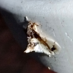 Compacta nigrolinealis