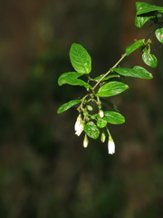Solanum brevifolium