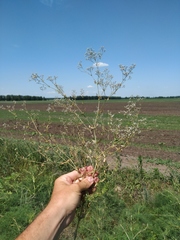 Gypsophila paniculata
