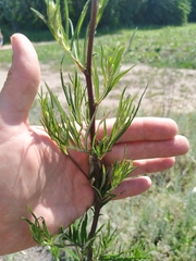 Artemisia vulgaris