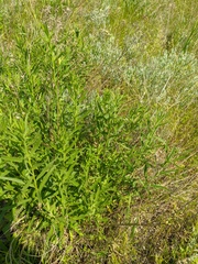 Galatella biflora