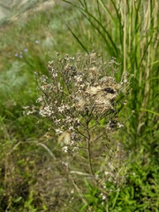 Galatella biflora