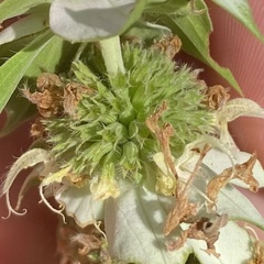 Monarda viridissima