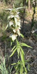 Monarda viridissima