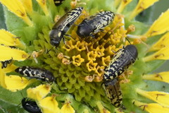 Acmaeodera mixta