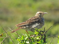 Certhilauda curvirostris