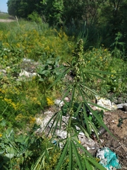Cannabis sativa spontanea