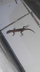 Sphenomorphus sanctus