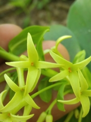 Daphne pontica