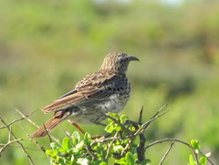 Certhilauda curvirostris