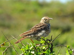 Certhilauda curvirostris