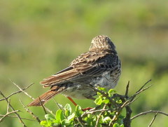 Certhilauda curvirostris