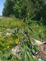 Cannabis sativa spontanea