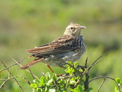 Certhilauda curvirostris