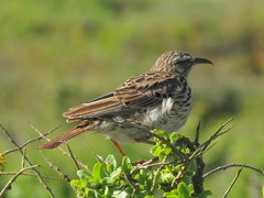 Certhilauda curvirostris
