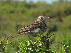 Certhilauda curvirostris