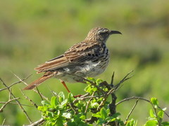 Certhilauda curvirostris