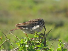 Certhilauda curvirostris